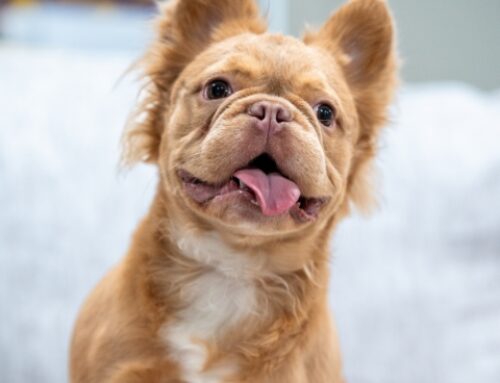 How To Raise A Happy & Healthy Fluffy French Bulldog