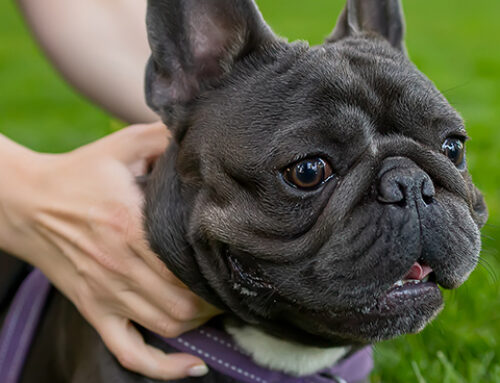 Where to Find Your Fluffy Frenchie for Sale