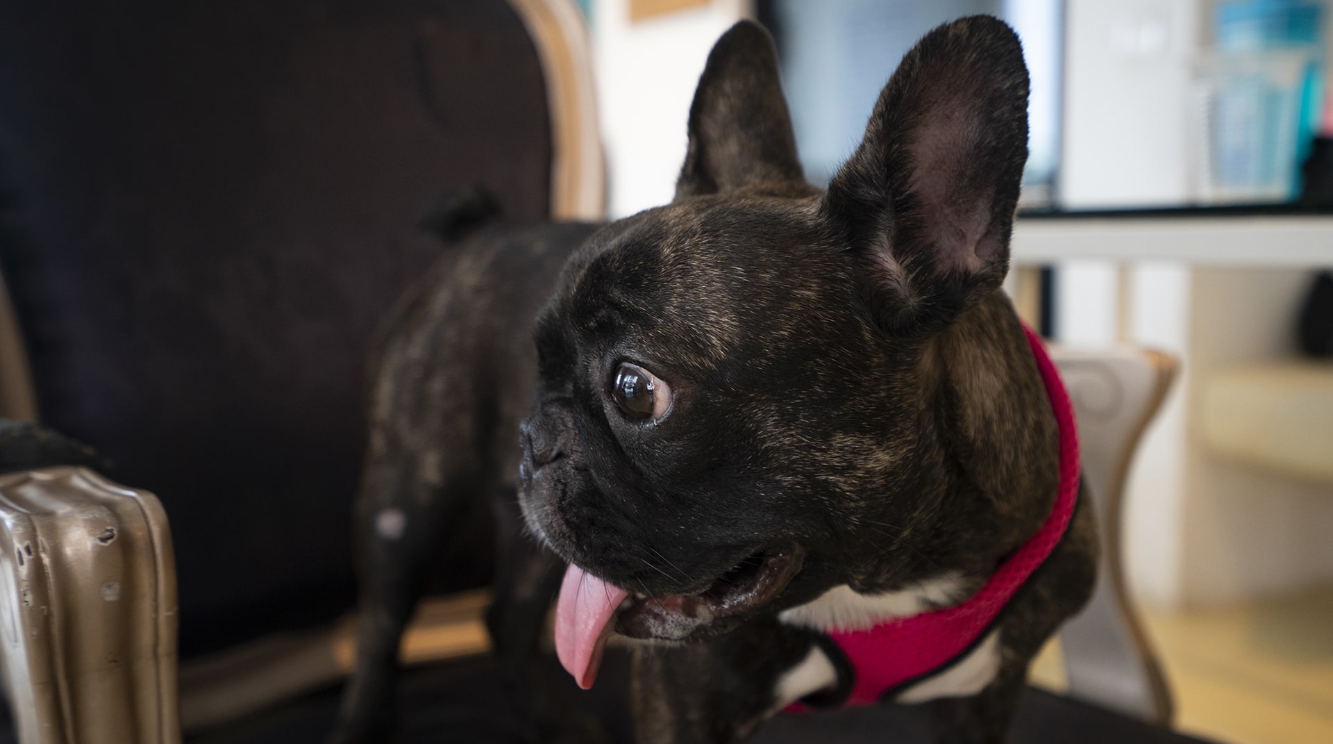 Where to Find Your Fluffy Frenchie for Sale