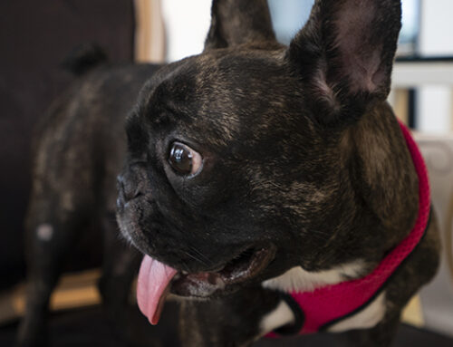 How to Choose the Right Fluffy French Bulldog Breeder?