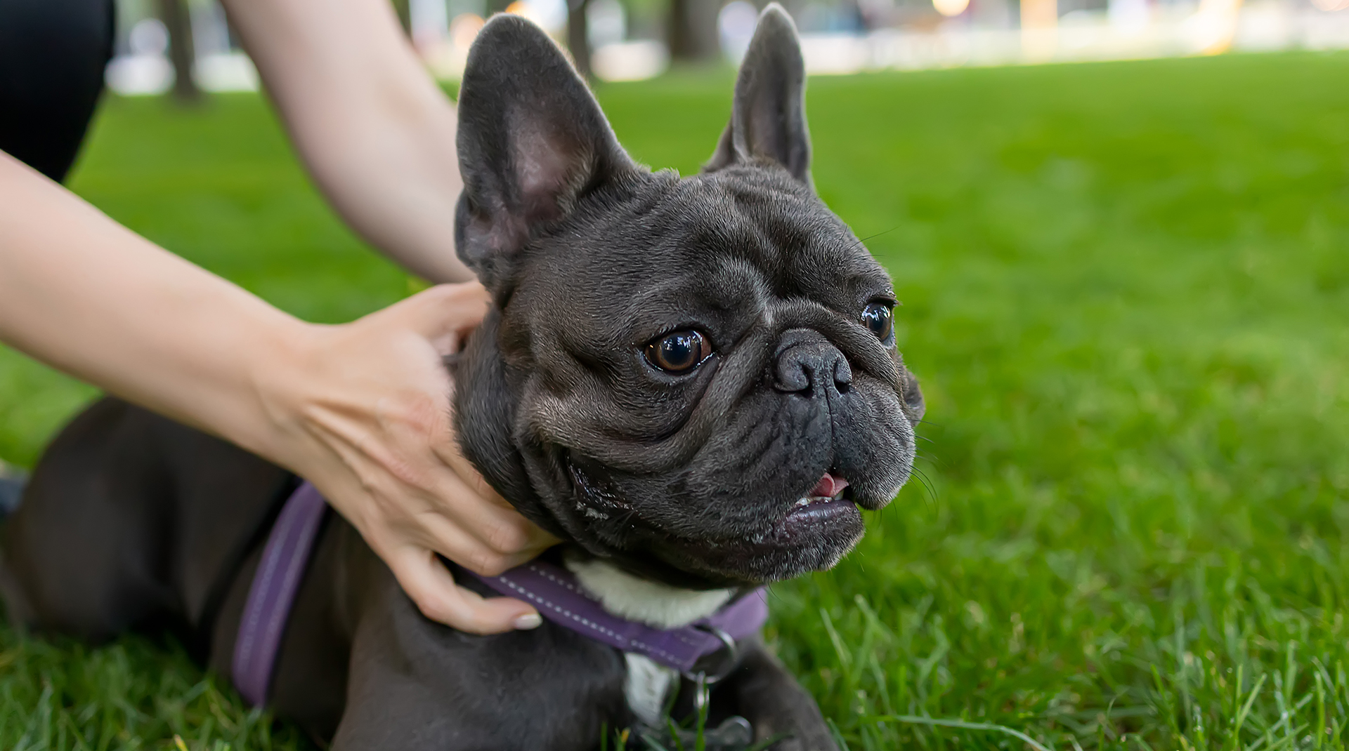 Where to Find Your Fluffy Frenchie for Sale