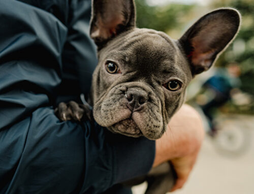 Your Guide to Fluffy French Bulldog Puppies for Sale — From Selection to Homecoming
