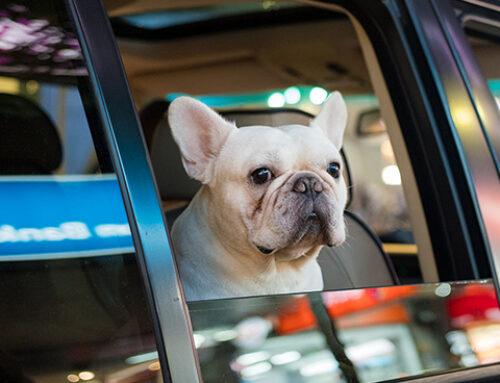 The Best French Bulldog Breeder for Healthy, Home-Raised Pups